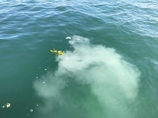 海洋散骨